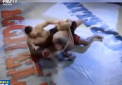 Luptatorul austriac, Wihelm Ott a facut scandal in cusca la un turneu MMA din Germania. Acesta a atacat arbitru pentru ca acesta a oprit partida cu intarziere - VIDEO