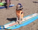 Surfing pe patru labe. Cea mai tare competitie pentru caini a avut loc in California - VIDEO