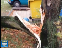 Dezastru in Germania, dupa ce o furtuna a distrus copacii, iar vantul puternic i-a facut sa se prabuseasca peste oameni: 6 persoane au murit - VIDEO