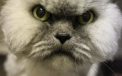 "Angry Cat" a fost in sfarsit adoptata. Prima reactie cand a ajuns in apropiere de alte pisici