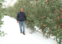 Aliniati perfect, pomii unei livezi de mere dintr-un sat din Criuleni trebuie legati ca sa nu se rupa de la greutatea fructelor. Agricultorul spune ca are atata roada datorita noii tehnologii pe care o utilizeaza - VIDEO