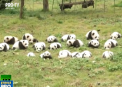 Imagini spectaculoase in China. 36 de pui panda au fost aratati pentru prima oara publicului - VIDEO