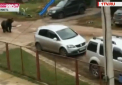 Un urs care a evadat din cusca unui barbat din Rusia s-a napustit peste un batran si l-a omorat. De frica, satenii nu au iesit din case, asteptand echipele de interventie. Cum l-au prins - VIDEO