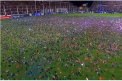Nebunie la meciul lui Boca Juniors din Argentina. Din cauza unei cantitati enorme de confetti aruncate pe stadion, jucatorii nu au putut incepe partida - VIDEO
