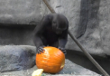 Mai sunt zece zile pana la Halloween, dar animalele de la o gradina zoologica din SUA si-au primit deja portia de cadouri... comestibile - VIDEO