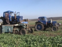 Mult de lucru, putin venit. A inceput recoltarea sfeclei de zahar. Mai multi agricultori se plang ca anul acesta au inregistrat pierderi din cauza secetei: avem mai putina sfecla - VIDEO