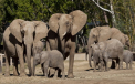 Gest emotionant al unui elefant pentru un nou-nascut pe care era sa-l omoare din greseala