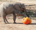 Au simtit spiritul Halloween-ului. Animalele de la o gradina zoologica dintr-un oras american s-au ales cu un meniu de vis. Gustarea principala a fost dovleacul - VIDEO