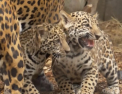 Aparitie spectaculoasa la o gradina zoologica din orasul Houston. Doi pui de jaguar, nascuti acum cateva luni, au fost aratati pentru prima oara publicului - VIDEO