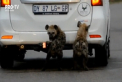 Cativa pui de hiena au blocat traficul intr-un parc din Africa de Sud: au iesit pe carosabil si au inceput sa muste anvelopele masinilor - VIDEO