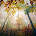 Duminica ar putea sa ninga. Cate grade vom avea. Prognoza meteo pentru acest weekend - FOTO