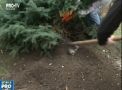 Zeci de oameni au iesit in parcul Valea Morilor si au plantat brazi si artari, in locul arborilor, care au fost doborati de ninsoarea din aprilie - VIDEO
