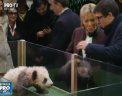 Primul pui de panda nascut in Franta se numeste Yoan Meng si a fost botezat in cadrul unei ceremonii speciale, la care a participat si ministrul chinez. Nasa, a fost prima doamna a Frantei - VIDEO