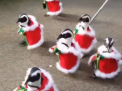 Spiritul Craciunului a fost adus in Japonia de... cativa pinguini: angajatii unei gradini zoologice i-au imbracat in costume de Mos Craciun - VIDEO