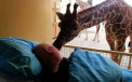 Momentul emotionat in care o girafa isi ia adio de la ingrijitorul Zoo aflat pe moarte. FOTO