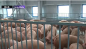 Porci blocati in vama Albita de doua zile din cauza unui act: urmau sa ajunga din Romania in Republica Moldova. Motivul pentru care acum porcii nu pot fi transportati nici la noi si nici peste Prut