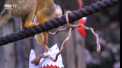 Craciunul a venit mai devreme la o gradina zoologica din Londra. Acolo, necuvantatoarele au primit cadouri comestibile - VIDEO