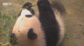 Un pui de urs panda a devenit faimos la o gradina zoologica din Tokyo. Puiul de sase luni a fost aratat pentru prima oara publicului - VIDEO