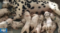 Povestea celor 101 dalmatieni a devenit aproape realitate intr-o familie din Australia. O femela din aceasta rasa a adus pe lume 18 pui, astfel bifand un record mondial - VIDEO