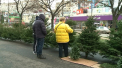 Inainte de Craciun, brazii se vand ca painea calda: "Cumparam dupa marimea incaperii si dupa banii din portmoneu". Cat rebuie sa scoateti din buzunare, pentru un pom, in aceste zile - VIDEO