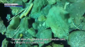 A gasit o camera video pe fundul unui lac. Ce a aflat cand a vrut sa o inapoieze