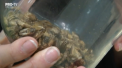 Paine preparata din faina, seminte si... greieri. Cu asta se lauda o brutarie din Finlanda, care a pus in vanzare o "paine a viitorului" - VIDEO