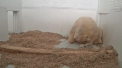 Moment emotionant la o gradina zoologica din Berlin. Un ursulet de trei saptamani a deschis ochii pentru prima oara - VIDEO