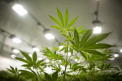 Consumul recreational de marijuana, legal de la 1 ianuarie in California
