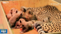 Opt odata! Exact atatia pui a adus pe lume o femela ghepard, considerata eroina, la o gradina zoologica din Statele Unite - VIDEO