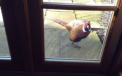 "Angry Birds", varianta din viata reala. Un fazan a bagat spaima in locuitorii unei ferme, pe care ii ataca