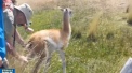 Un pui de lama, ramas blocat intr-un gard ghimpat, a fost salvat cu succes de cativa turisti in Argentina - VIDEO
