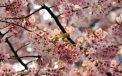 Sezonul ciresilor infloriti s-a deschis oficial la Tokyo. Ce simbolizeaza hanami