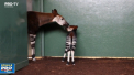 Un pui de okapi, nascut recent intr-o gradina zoologica din Londra a fost botezat in cinstea logodnicei printului Harry, Meghan - VIDEO