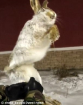 Au inghetat din mers. Mai multe animale au murit, in Kazahstan, dupa ce termometrele au inregistrat -56 grade Celsius - FOTO si VIDEO