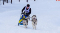 Doi caini husky din Moldova au facut spectacol pe troienele din Romania. London si Gaz s-au intors acasa cu medalii - VIDEO