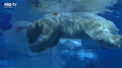 Dragostea pluteste in aer la o gradina zoologica din orasul american Detroit. Animalele au avut parte de o "cina romantica" - VIDEO