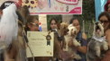 Mai multi localnici din Peru au decis sa-si duca patrupezii in fata altarului. Imbracati in haine de sarbatoare, cainii s-au casatorit - VIDEO