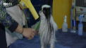 O competitie intre caini s-a dat in aceste zile la New York. Concursul canin a adunat aproape trei mii de patrupezi de toate rasele - VIDEO