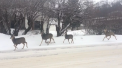 Cativa reni din Canada au dat dovada de o disciplina desavarsita. Un localnic a filmat cum animalele traverseaza strada regulamentar - VIDEO