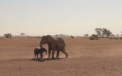 "E uimitor ca a ajuns in casa mea." Ce au gasit in sufragerie stapanii unei ferme din Africa de Sud