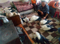 Dupa ce a vazut mai multi cocostarci care s-au intors din tarile calde si au aterizat in zapada pe un camp din Bulgaria, un barbat dintr-o localitate de acolo, a luat pasarile acasa - FOTO si VIDEO