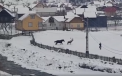 Imagini unice in Romania. Un cerb coborat din padure se imprieteneste cu un cal - VIDEO