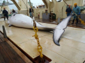 O flota japoneza s-a intors din Oceanul Antarctic cu o captura de 333 de balene