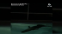 I s-a facut pofta de scaldat in miez de noapte, asa ca s-a aruncat in piscina vecinilor. Eroul acestei povesti este un aligator din Florida - VIDEO