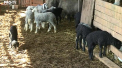 De pe imas, direct pe masa de Pasti. Multi prefera sa cumpere mieii de la stana, asa ca acestia nici nu mai ajung la piata. Cat costa carnea vanduta de ciobani - VIDEO
