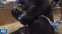 Moment induiosator la o gradina zoologica din SUA. O gorila care apartine unei specii pe cale de disparitie a nascut chiar in fata vizitatorilor - VIDEO
