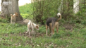 Cainii vagabonzi au bagat spaima in locuitorii de la Balti. Oamenii se plang ca in unele cartiere s-au format adevarate haite, iar autoritatile nu intreprind nimic: "Se arunca si peste copii, e ingrozitor" - VIDEO