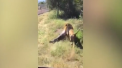 Clipe de groaza pentru proprietarul unei rezervatii naturale din Africa de Sud. Barbatul a fost atacat de un leu, dupa ce a intrat fara protectie in cusca animalului - VIDEO