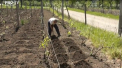 Agricultorii risca sa ramana fara culturi, din cauza secetei. Oamenii se plang ca in lipsa ploii, pamantul se usuca. Situatia este alarmanta mai ales in sud: "Nu este deloc umiditate" - VIDEO