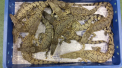 Un transport ilegal de 50 de crocodili, interceptat de vamesi pe un aeroport londonez